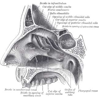 Imagen ilustrativa de Hiato Semilunar: Anatomía y Función Nasal