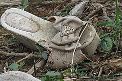 Imagen ilustrativa de Calzado Abandonado: Significado, Arte y Medio Ambiente