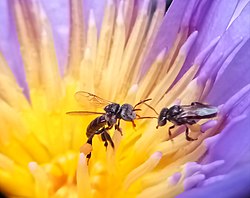 Dos abejas interactuando