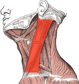 Imagen ilustrativa de Músculo Esternocleidomastoideo: Anatomía, Función y Relevancia Clínica