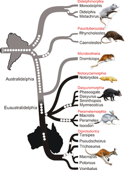 Diagrama filogenético de los marsupiales