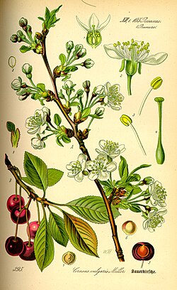 Detalle taxonómico de Prunus cerasus