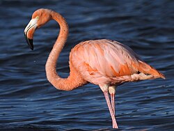 Imagen ilustrativa de Flamenco Americano: Guía Completa sobre el Phoenicopterus ruber