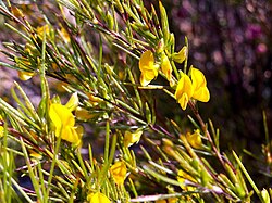 Hojas de Rooibos procesadas