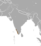 Ilustración de la civeta de Malabar