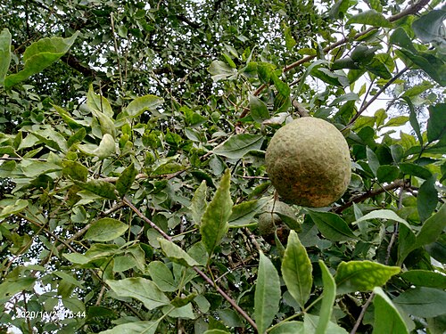 Hojas y frutos