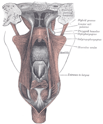Imagen ilustrativa de Aponeurosis Palatina: Estructura y Función en el Velo del Paladar