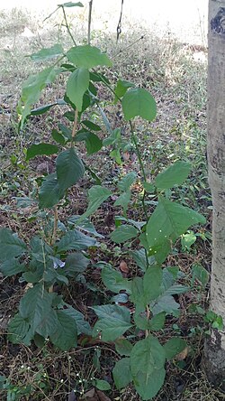 Planta pequeña de Bael