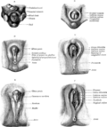 Imagen ilustrativa de Cloaca Embrionaria: Desarrollo y Significado Clínico