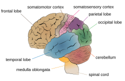 Imagen ilustrativa de Degeneración Cerebelosa