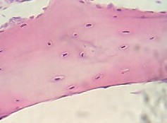 Imagen ilustrativa de Tincion H&E: El Estándar de Oro en Histología