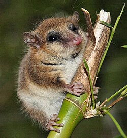 Imagen ilustrativa de Dromiciops gliroides: El Marsupial Único de los Andes
