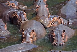 Fauna silvestre de Zambia