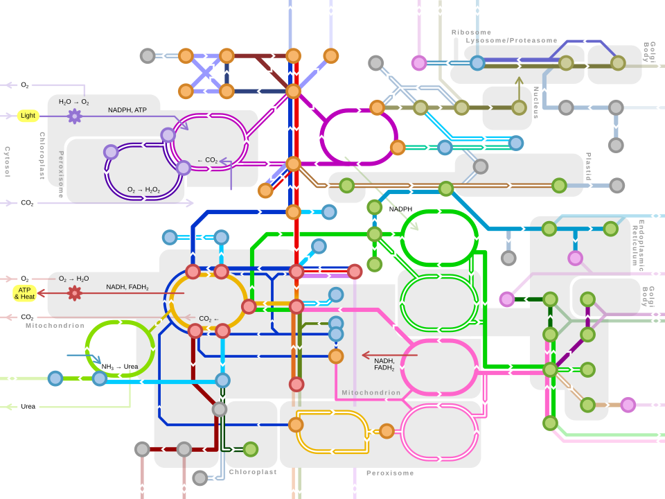 Mapa de rutas metabólicas principales