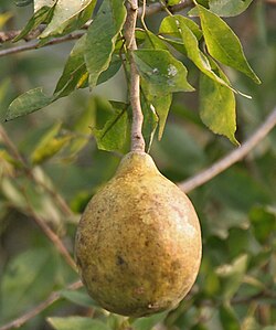 Fruto maduro en India