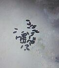 Grano de polen