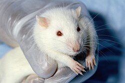 Imagen ilustrativa de Experimentación Animal: Avances Médicos y Dilemas Éticos
