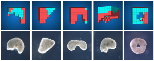 Simulación y Realización de Xenobots