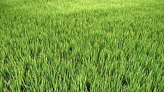 Campo de arroz