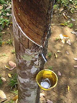 Árbol de caucho en la selva