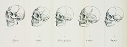 Imagen ilustrativa de Pueblos Austronesios: Historia, Migraciones y Cultura