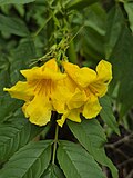 Flores de Tecoma stans