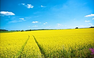 Paisaje rural agrícola