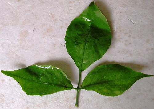 Hoja de Aegle marmelos