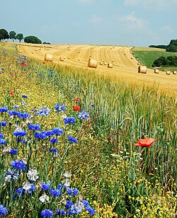 Campo de verano