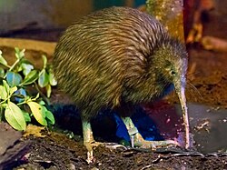 Kiwi marrón de la Isla Norte