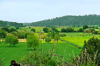 Campos de primavera en Mallorca