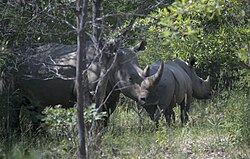 Fauna silvestre en Matobo