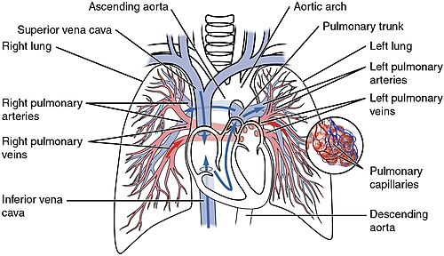 Circuito de la circulación pulmonar