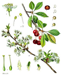 Imagen ilustrativa de Prunus cerasus: Guía Completa de la Guinda o Cereza Ácida