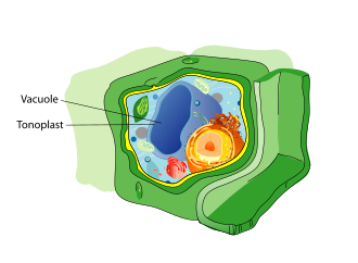 Representación de la vacuola