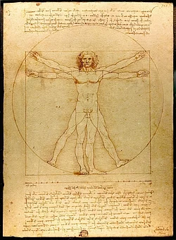 Diagrama de la estructura abdominal