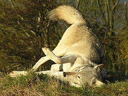 Lobo olfateando el entorno