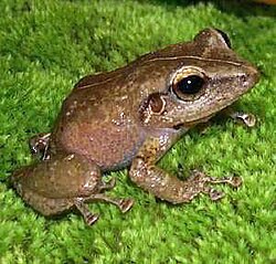 Imagen ilustrativa de Fauna de Puerto Rico: Biodiversidad y Endemismo