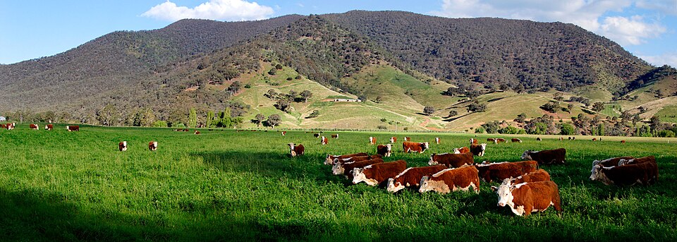 Ganado Hereford en campo verde