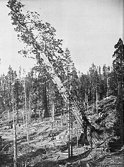Imagen ilustrativa de El Árbol de Mark Twain: Historia de una Secuoya Gigante