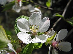 Frutos del Prunus tomentosa