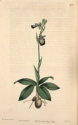 Detalle de orquídea