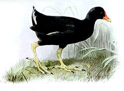 Imagen ilustrativa de La Gallineta de Tristán: Una Especie Extinta