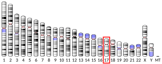 Cromosoma 17 humano