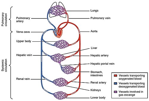 Estructura del sistema cardiovascular