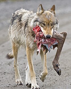 Lobo cazando
