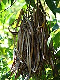 Fruto de Tecoma stans