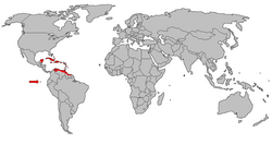Flamenco americano en grupo