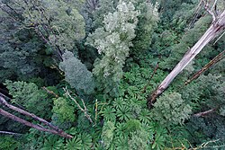 Bosque del Parque Nacional Great Otway
