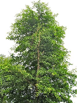 Árbol de Aegle marmelos